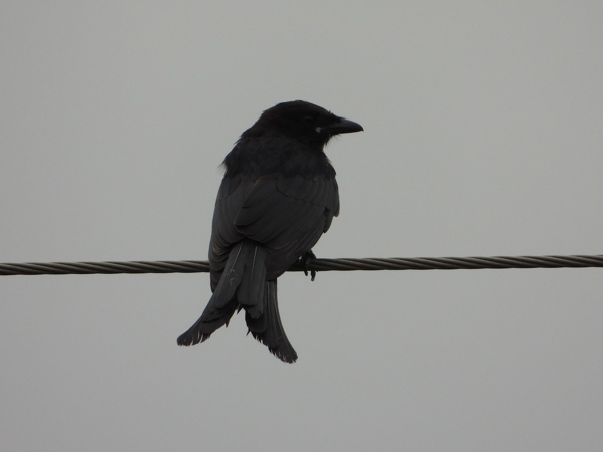 Black Drongo - ML641105460
