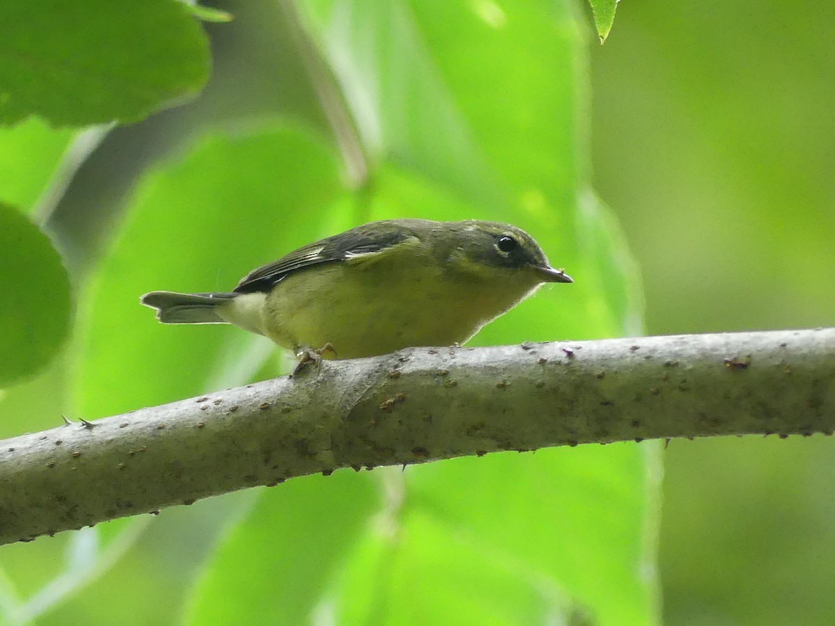 Black-throated Blue Warbler - ML641105483