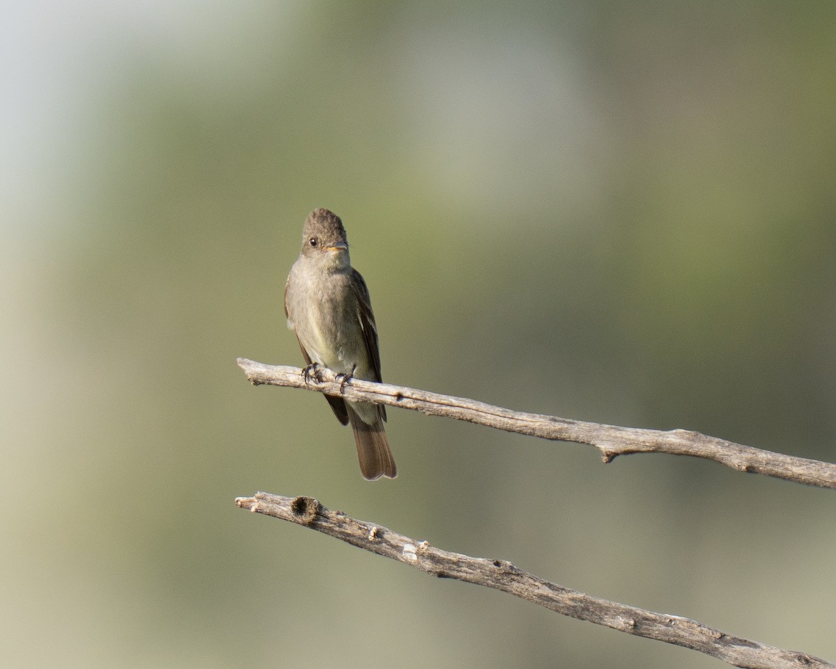 Western Wood-Pewee - ML641105542