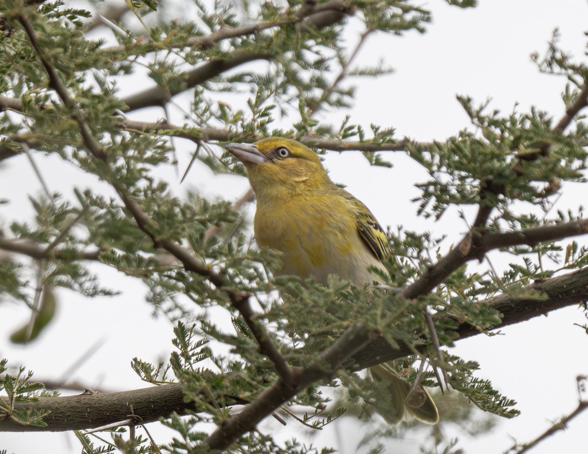 Lesser Masked-Weaver - ML641105547