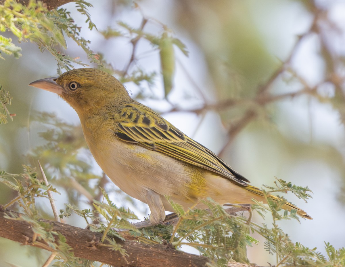 Lesser Masked-Weaver - ML641105548