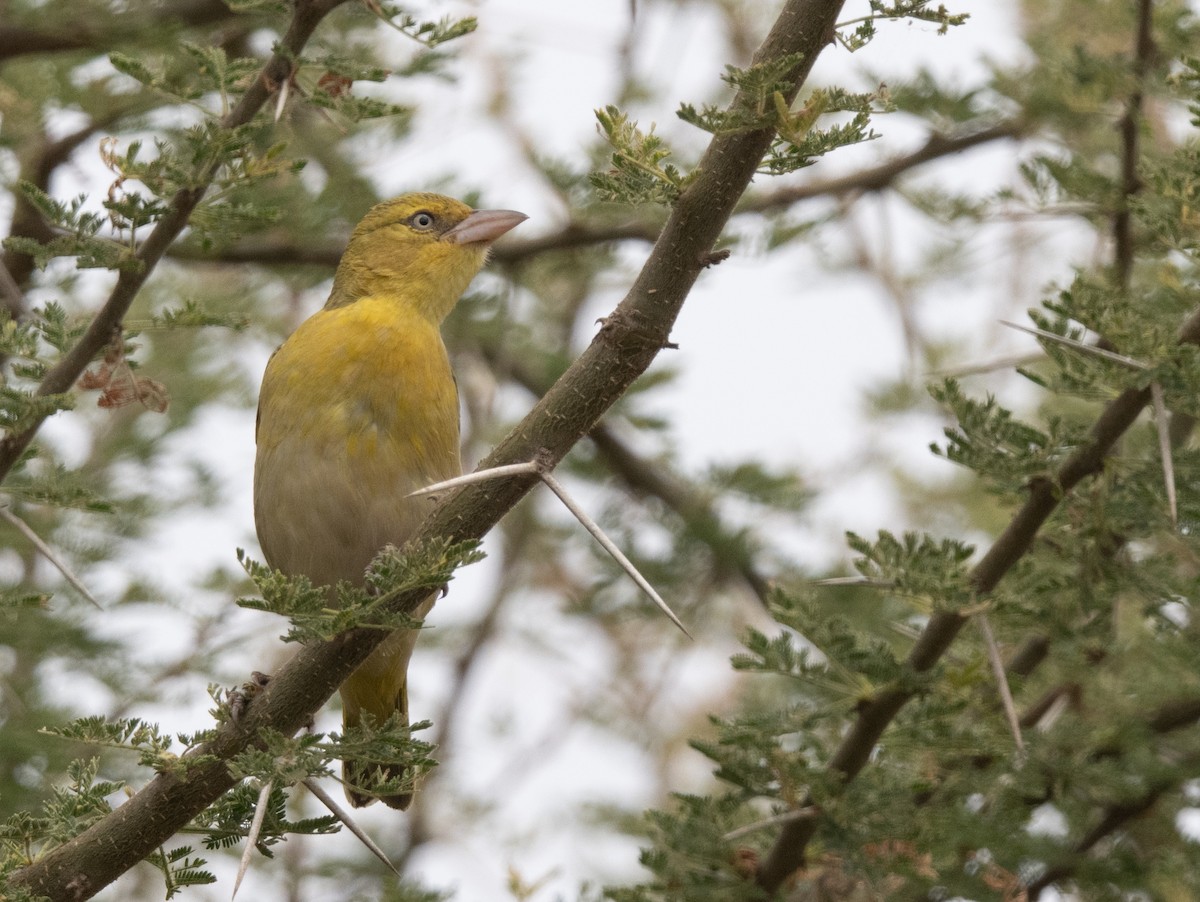 Lesser Masked-Weaver - ML641105549