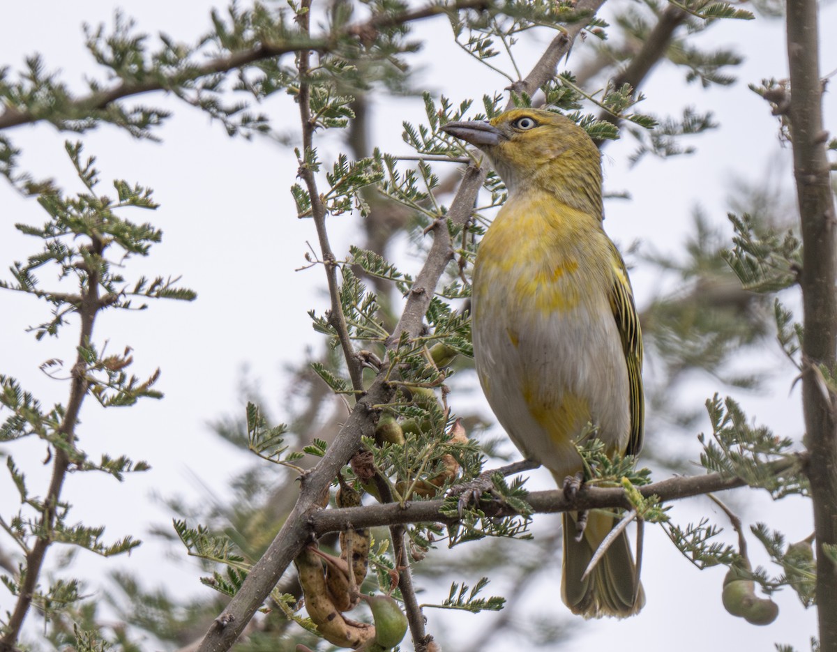 Lesser Masked-Weaver - ML641105550