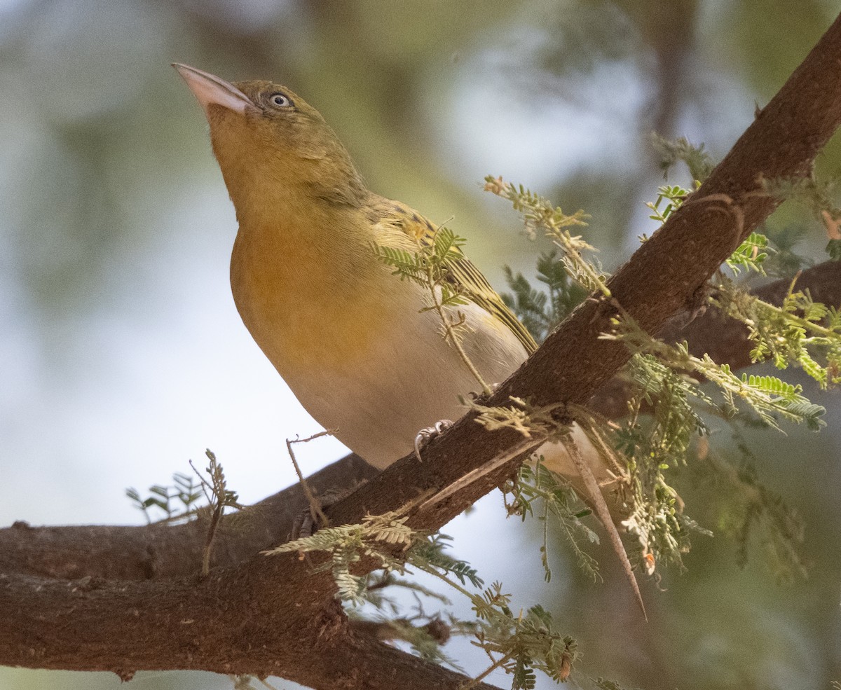 Lesser Masked-Weaver - ML641105551