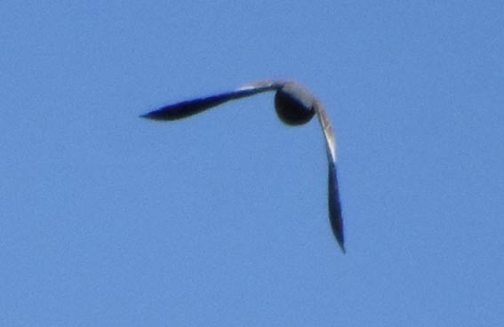 Spot-winged Pigeon - ML641105558