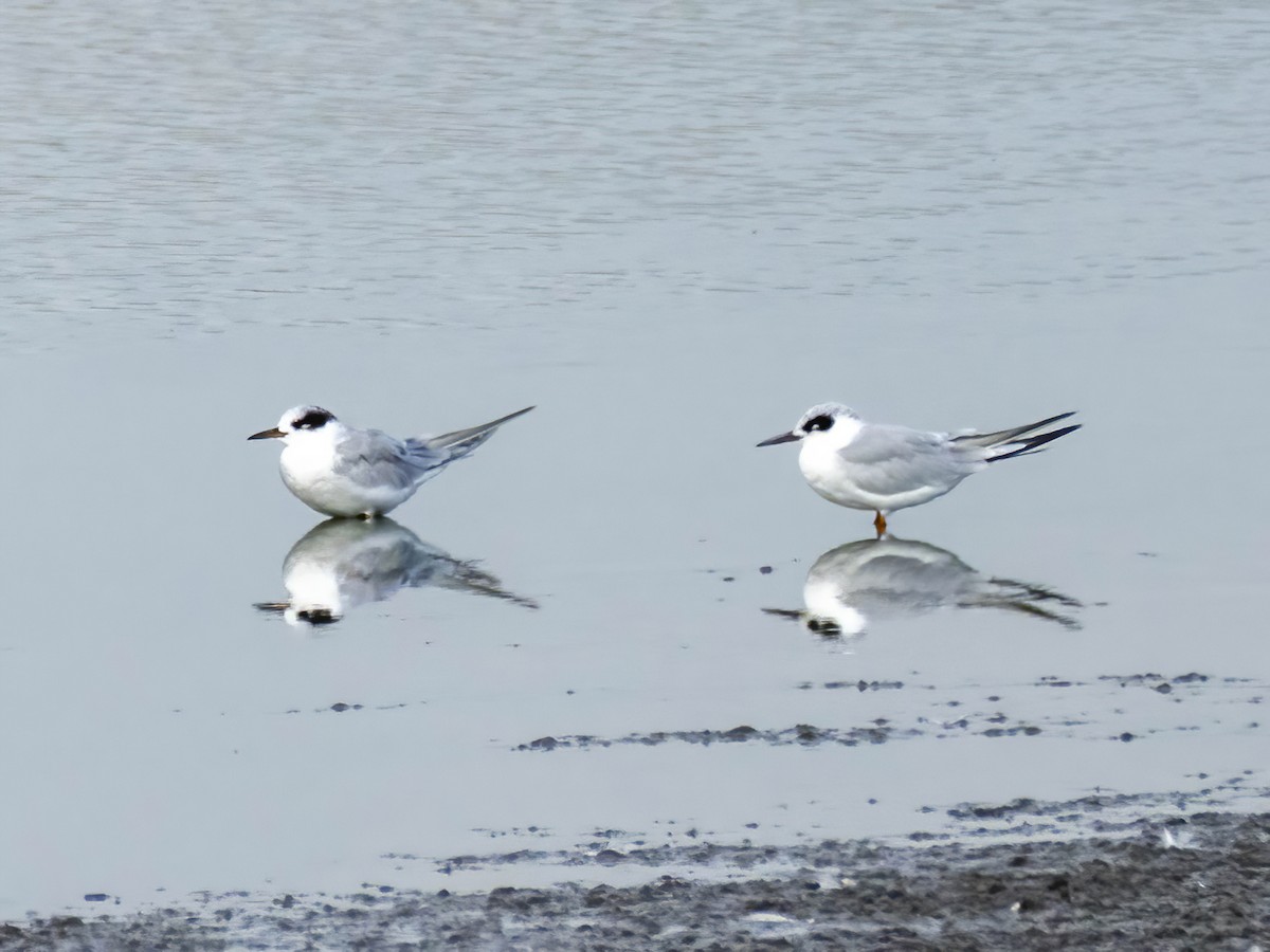 Forster's Tern - ML641105567