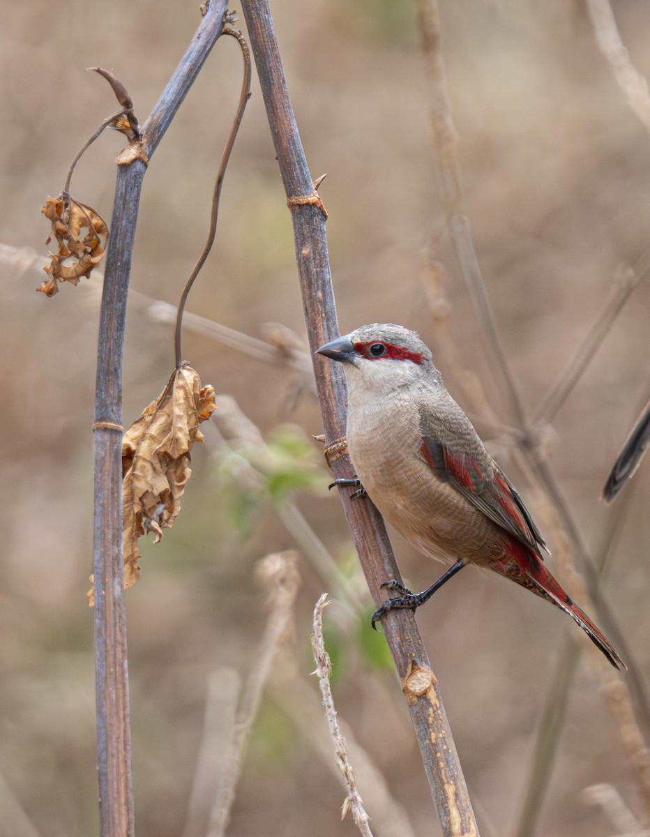 Crimson-rumped Waxbill - ML641105574
