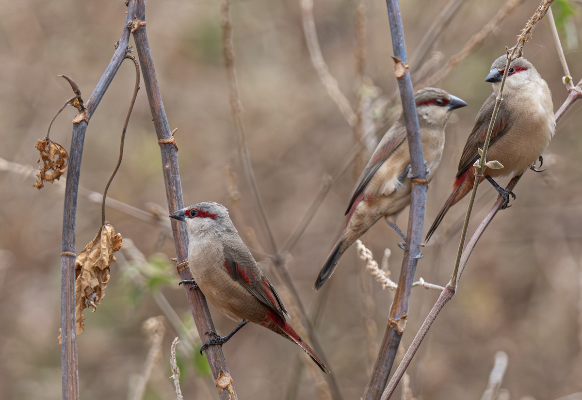 Crimson-rumped Waxbill - ML641105575