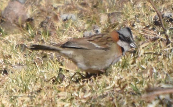 Rufous-collared Sparrow - ML641105584