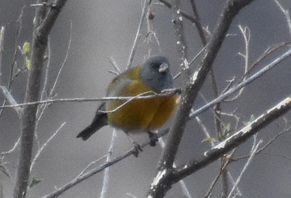 Peruvian Sierra Finch - ML641105591
