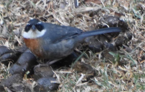 Chestnut-breasted Mountain Finch - ML641105622
