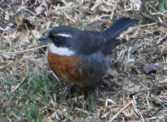 Chestnut-breasted Mountain Finch - ML641105627