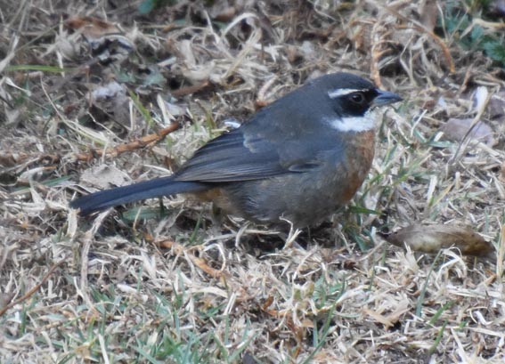 Chestnut-breasted Mountain Finch - ML641105631
