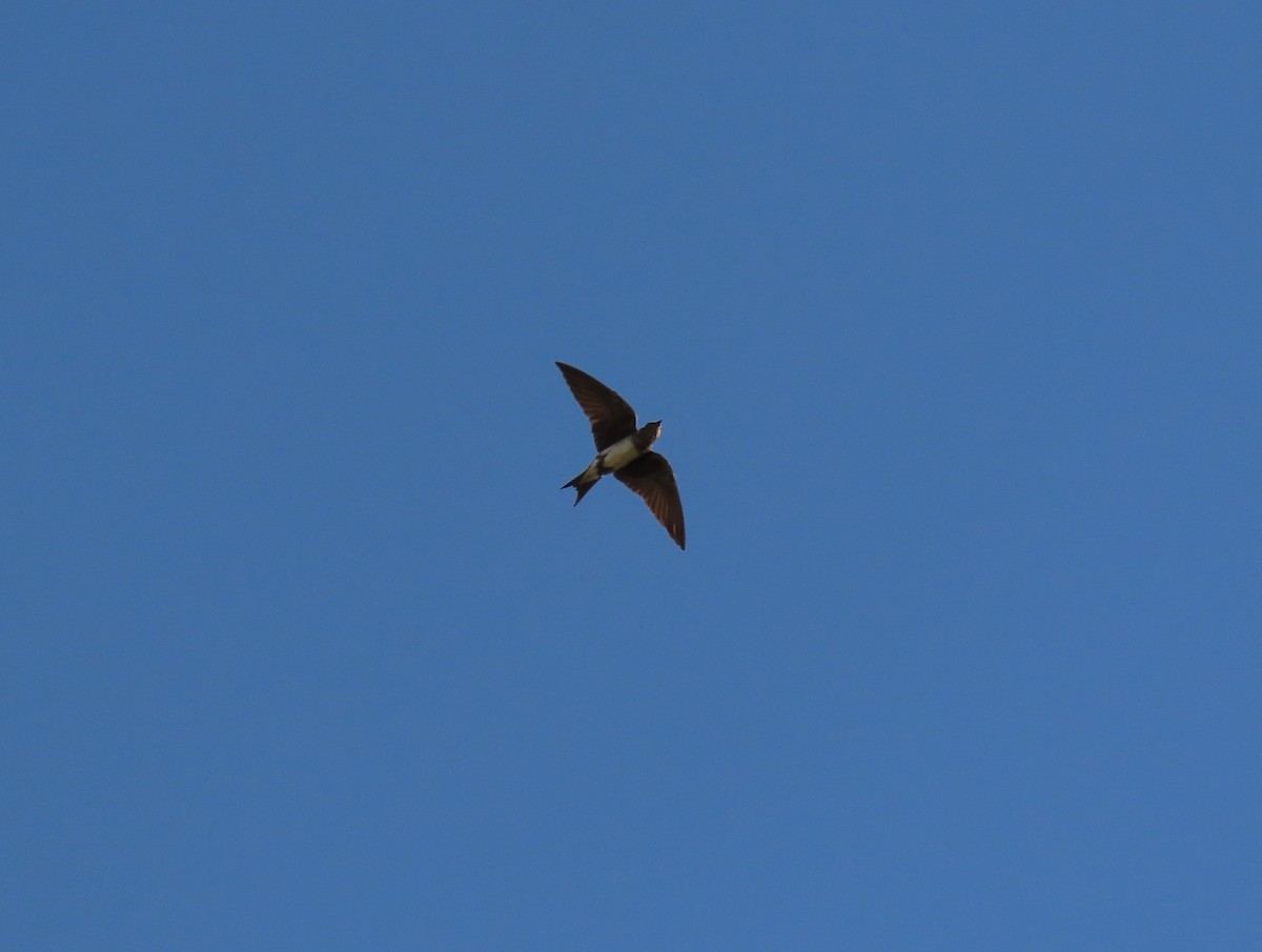 Purple Martin (hesperia) - ML641105655
