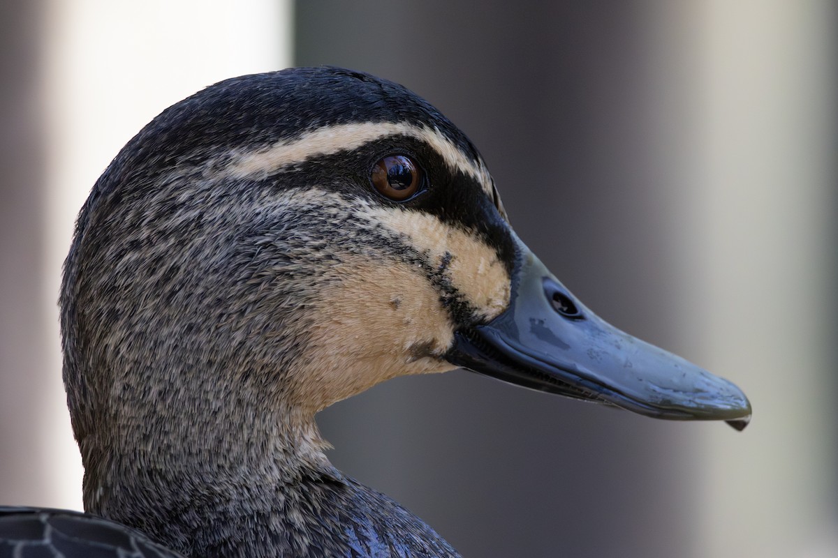 Pacific Black Duck - ML641105670