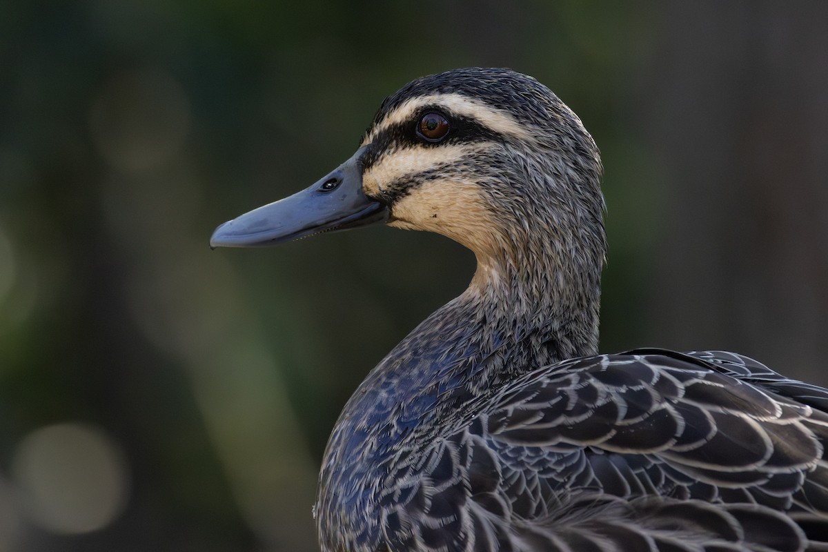 Pacific Black Duck - ML641105673