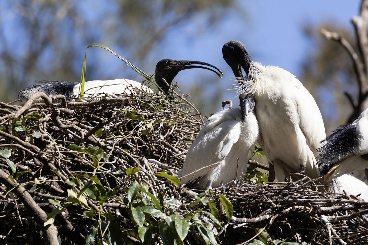 Australian Ibis - ML641105677