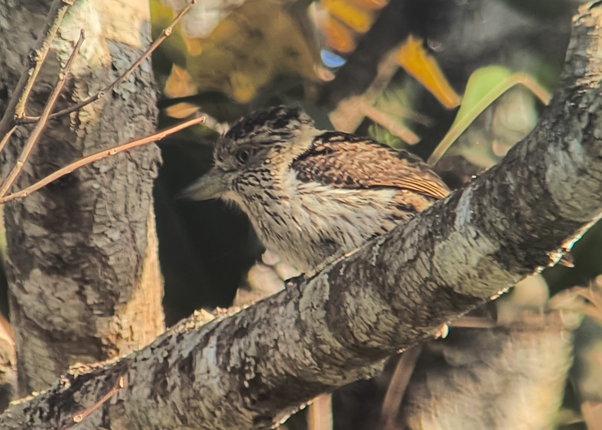 Eastern Striolated-Puffbird - ML641105689