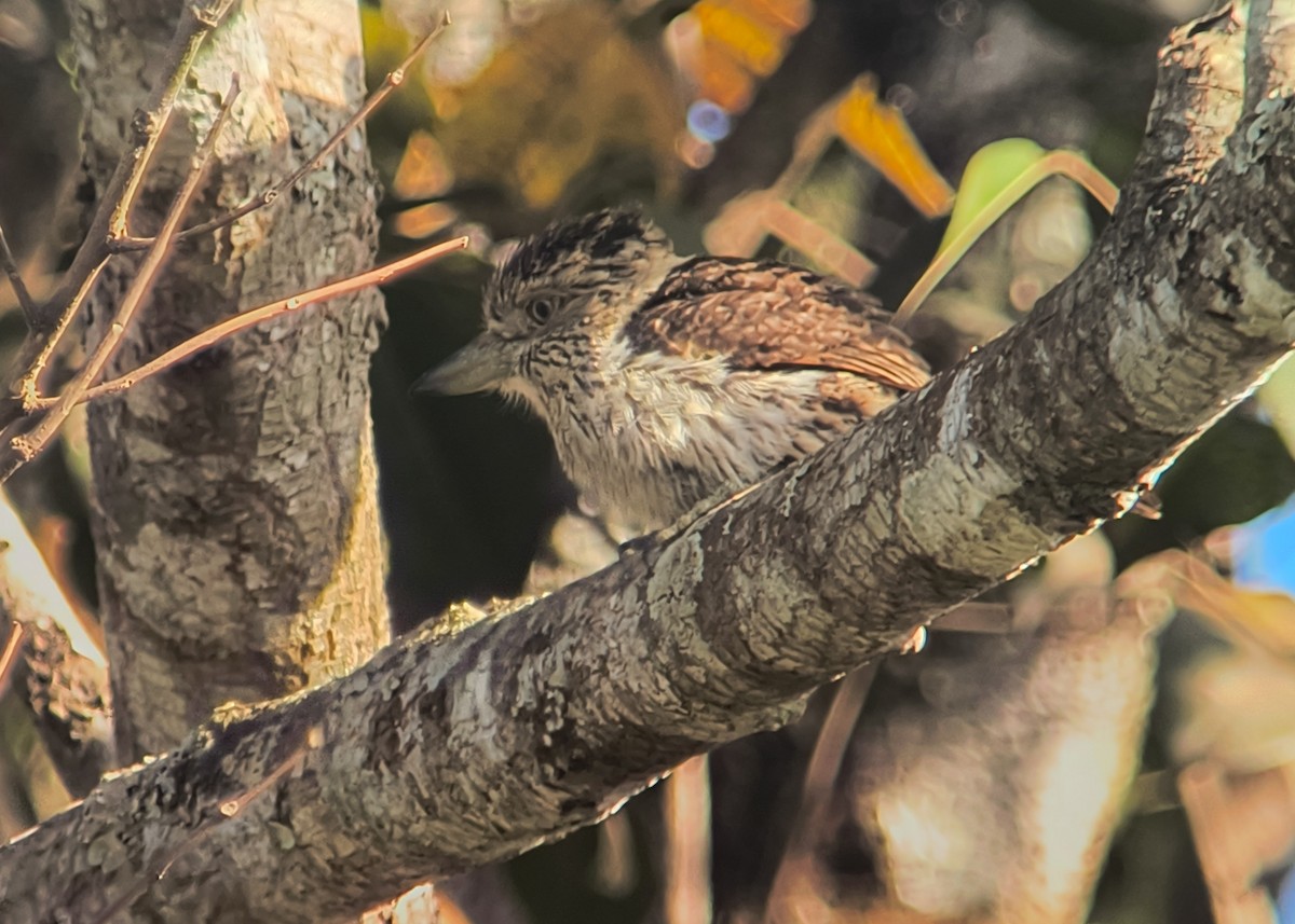 Eastern Striolated-Puffbird - ML641105690