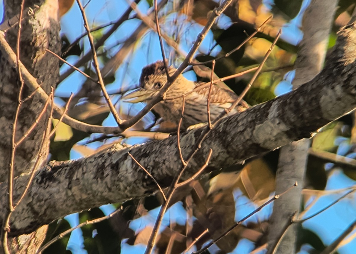 Eastern Striolated-Puffbird - ML641105691
