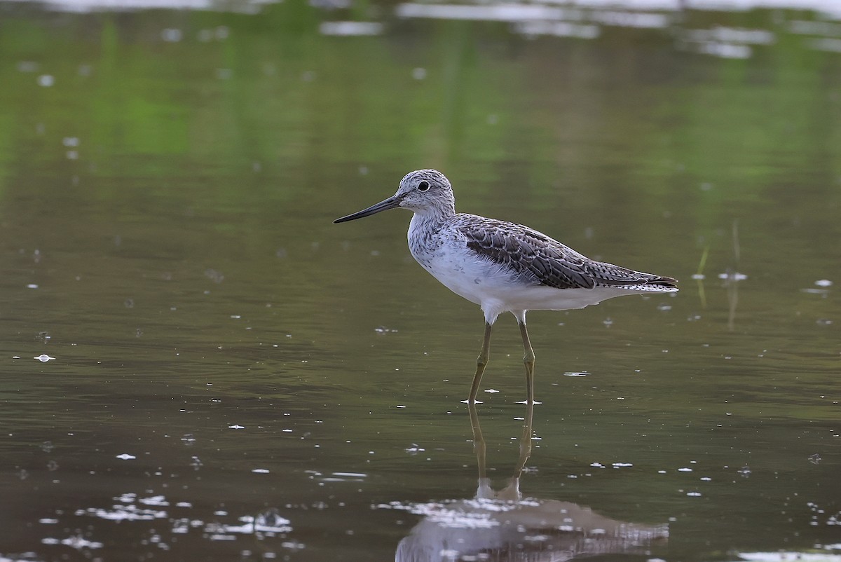 gluttsnipe - ML641105696