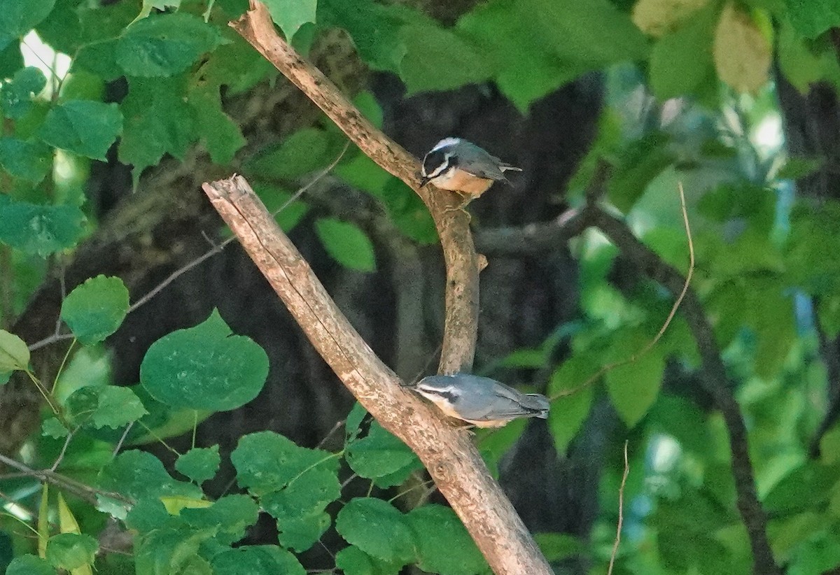 Red-breasted Nuthatch - ML641105704