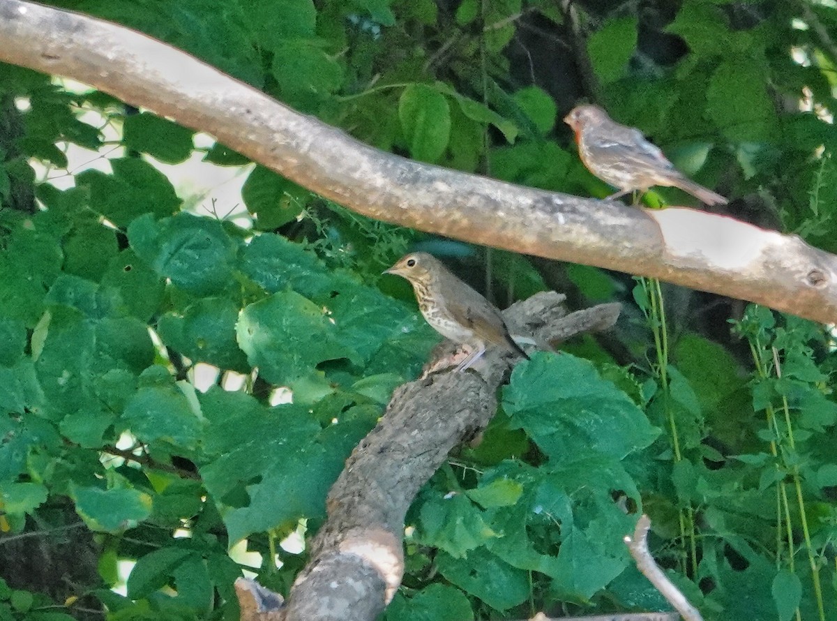 Swainson's Thrush - ML641105721