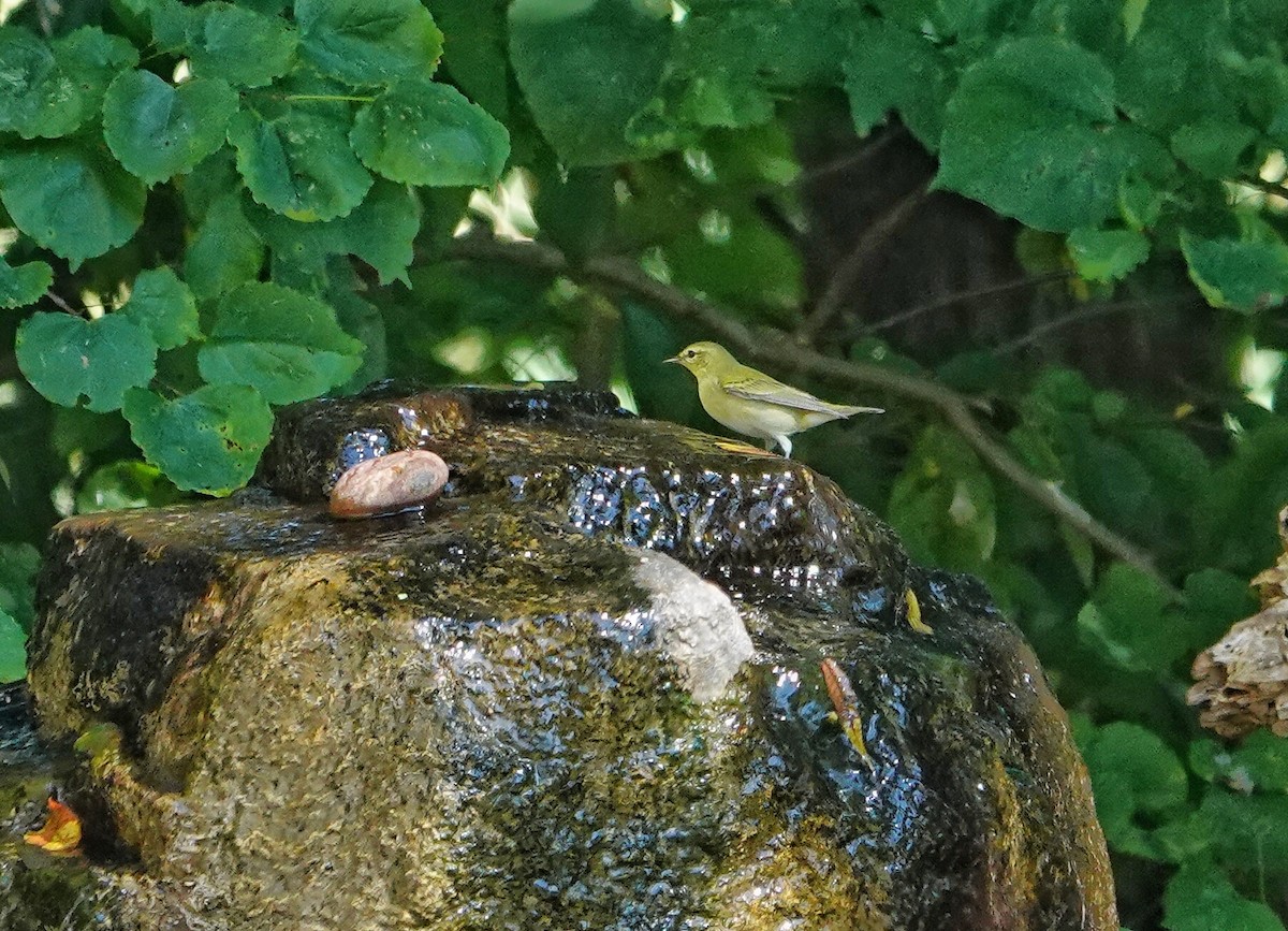 Tennessee Warbler - ML641105726