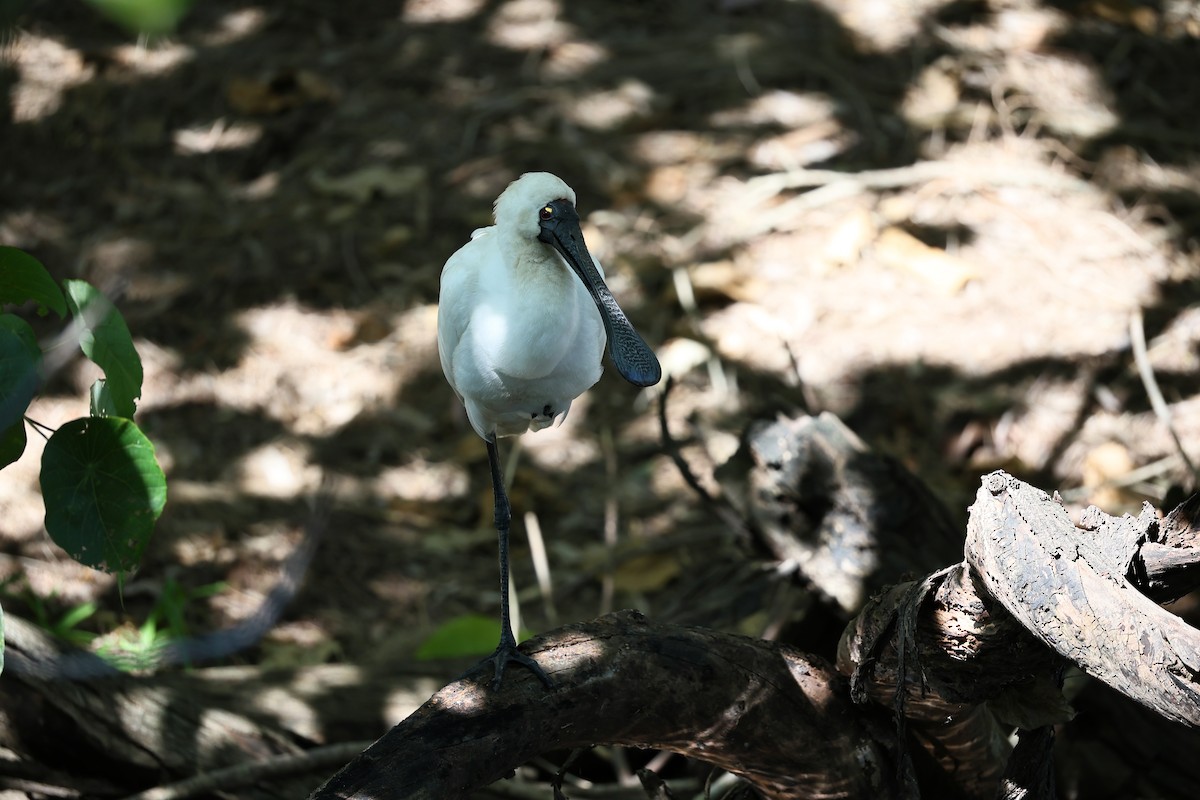 Royal Spoonbill - ML641105727