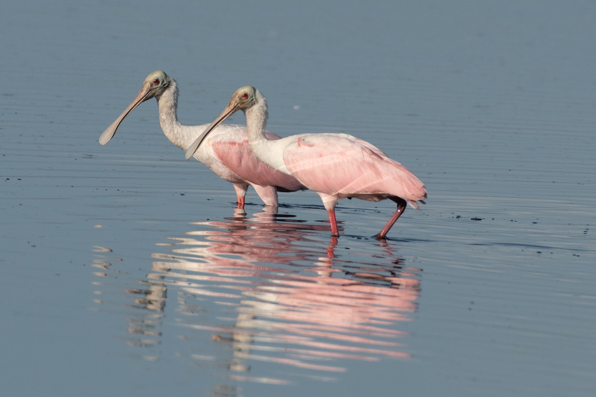 Roseate Spoonbill - ML641105733