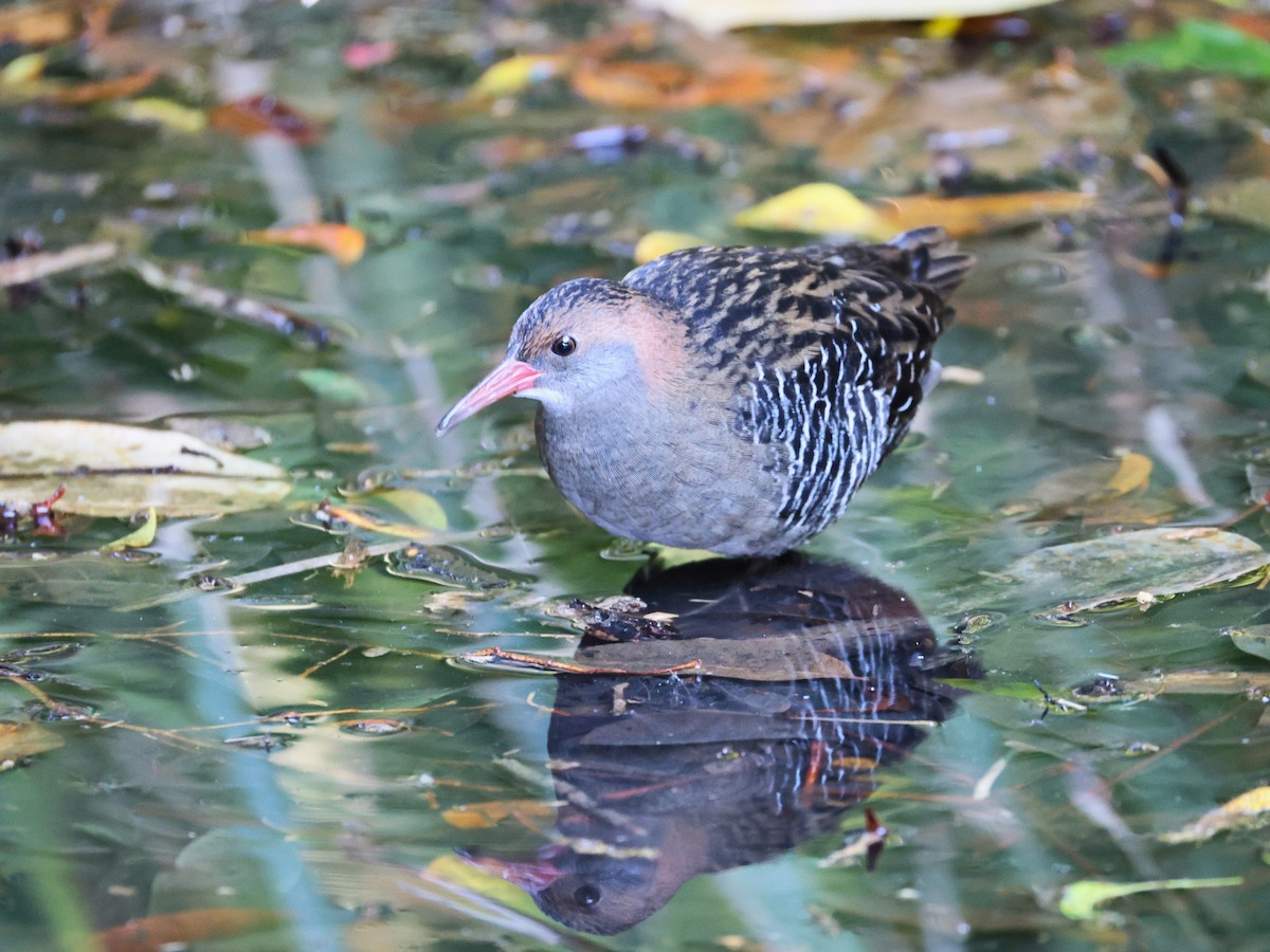Lewin's Rail - ML641105784