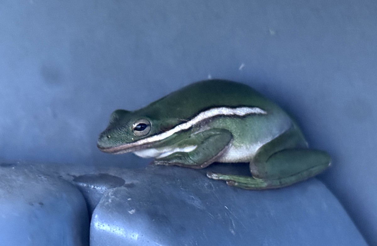 Green Treefrog - ML641105798