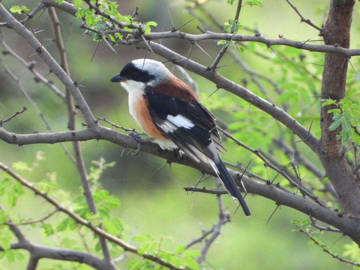 Bay-backed Shrike - ML641105820