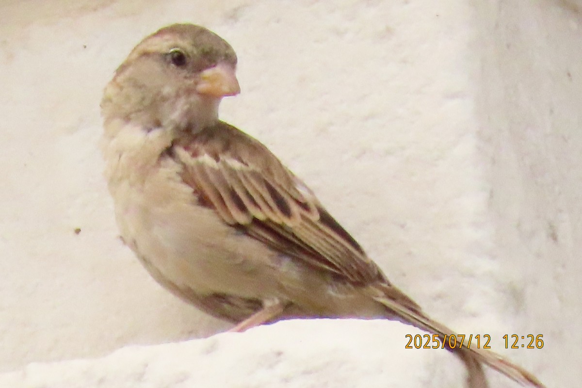 House Sparrow - ML641105841