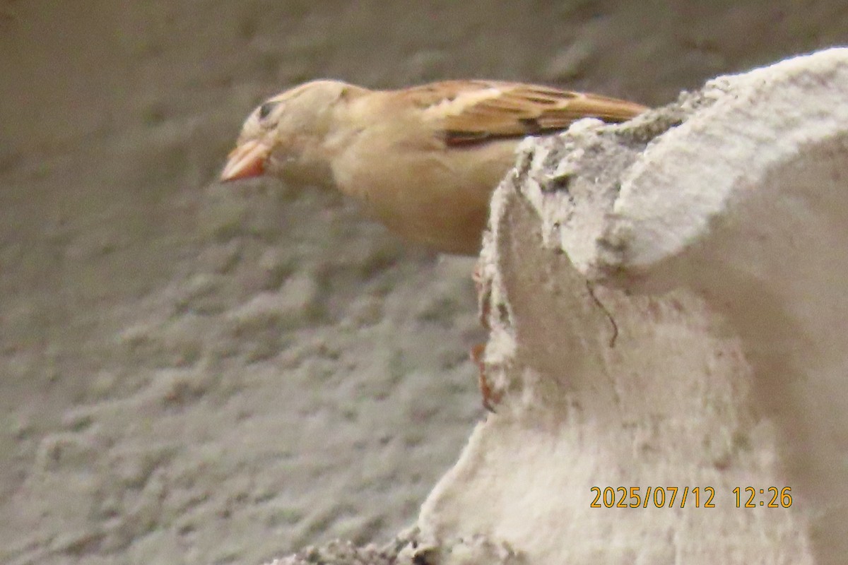 House Sparrow - ML641105844