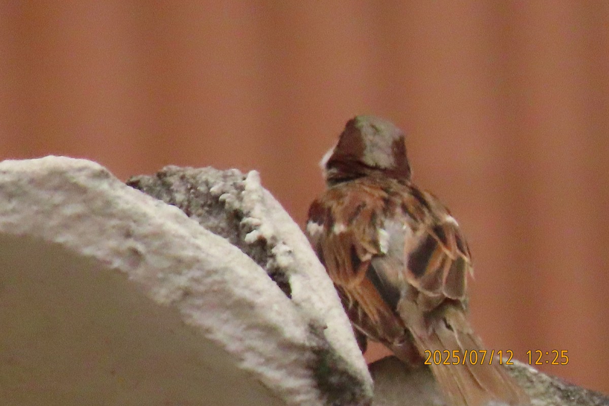 House Sparrow - ML641105847
