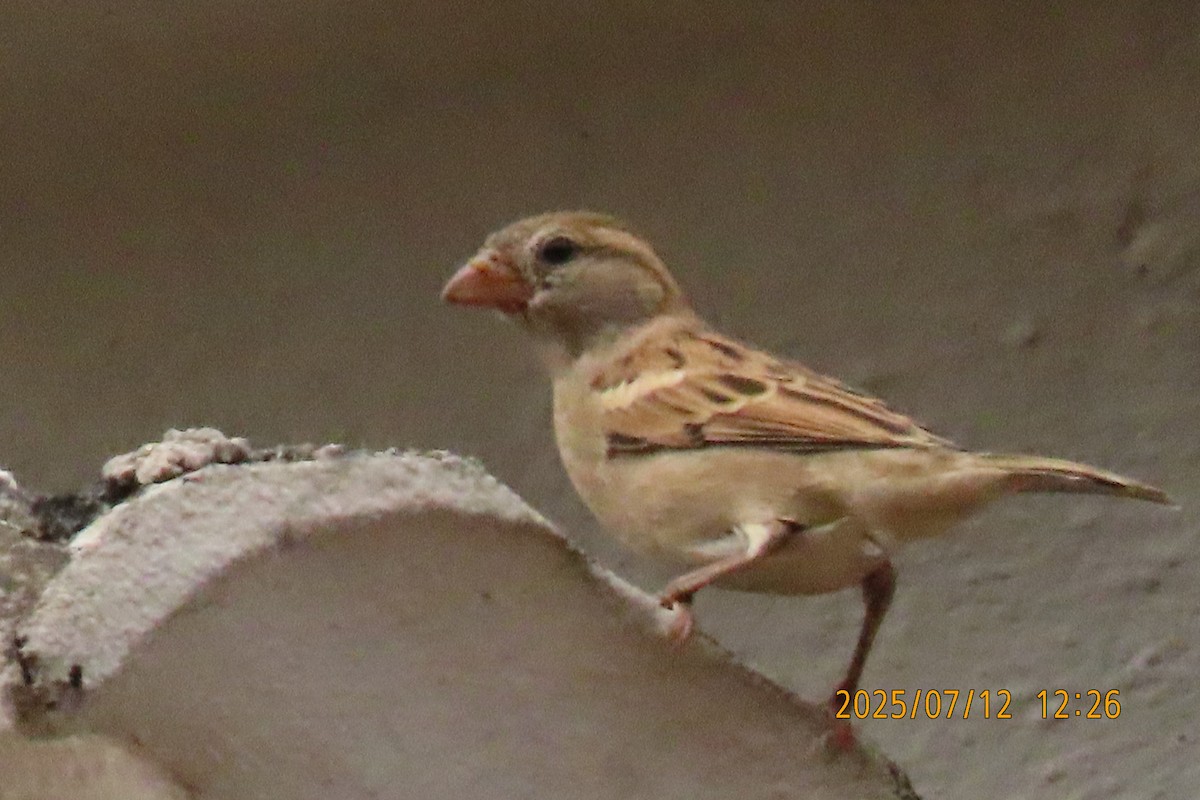 House Sparrow - ML641105848