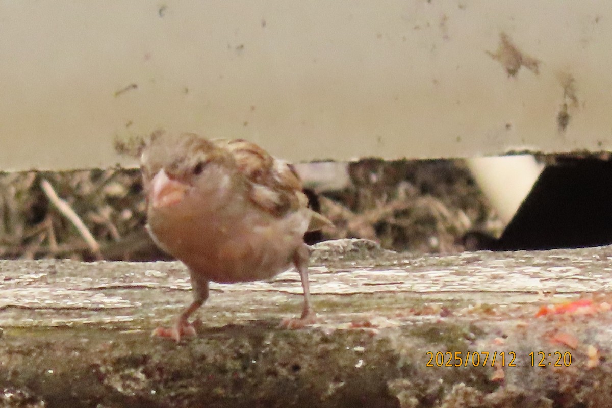 House Sparrow - ML641105849