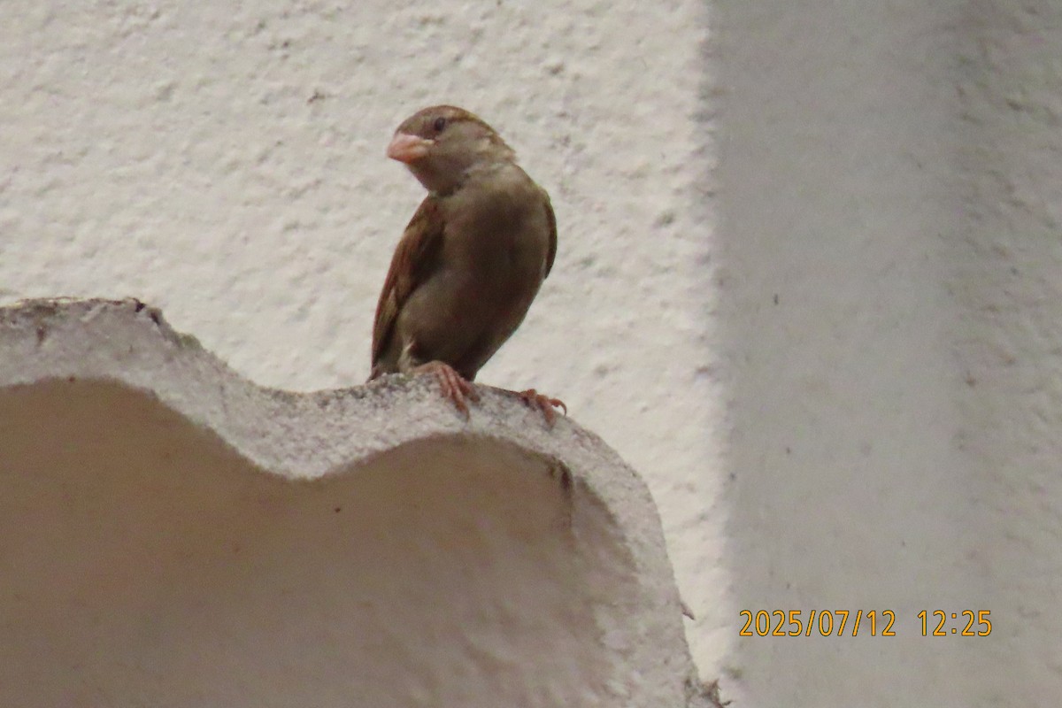 House Sparrow - ML641105852