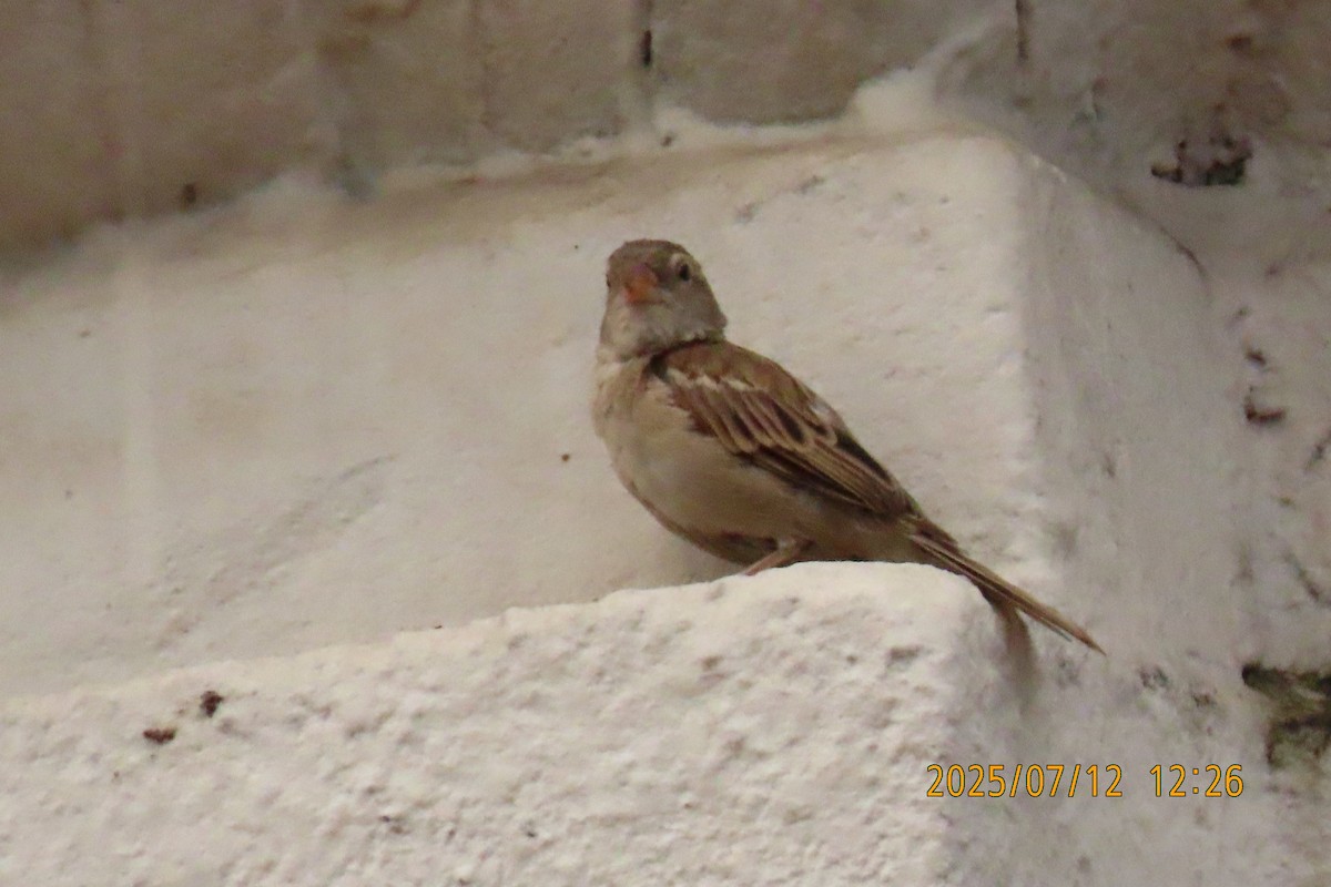 House Sparrow - ML641105853
