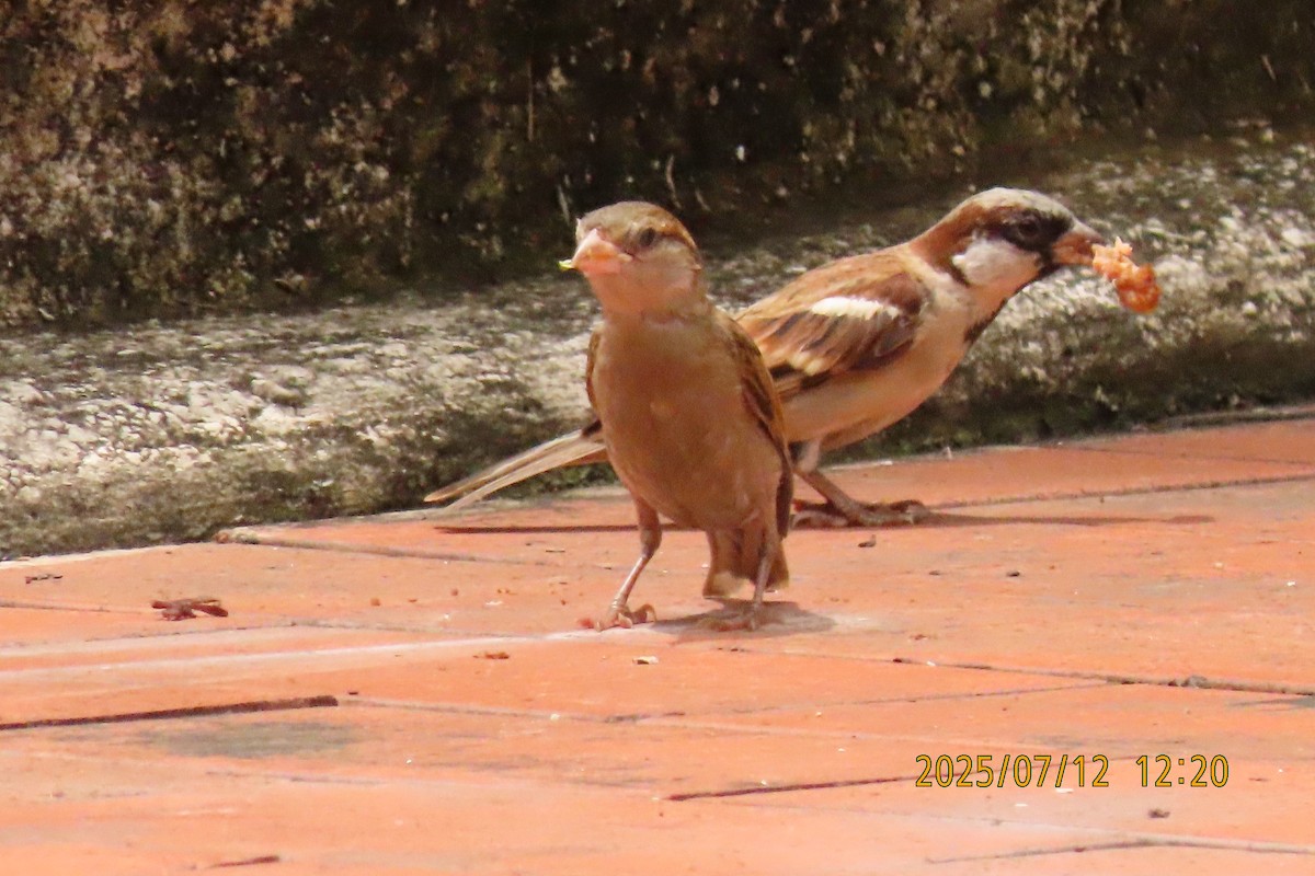 House Sparrow - ML641105856