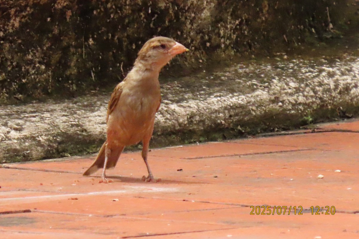 House Sparrow - ML641105859
