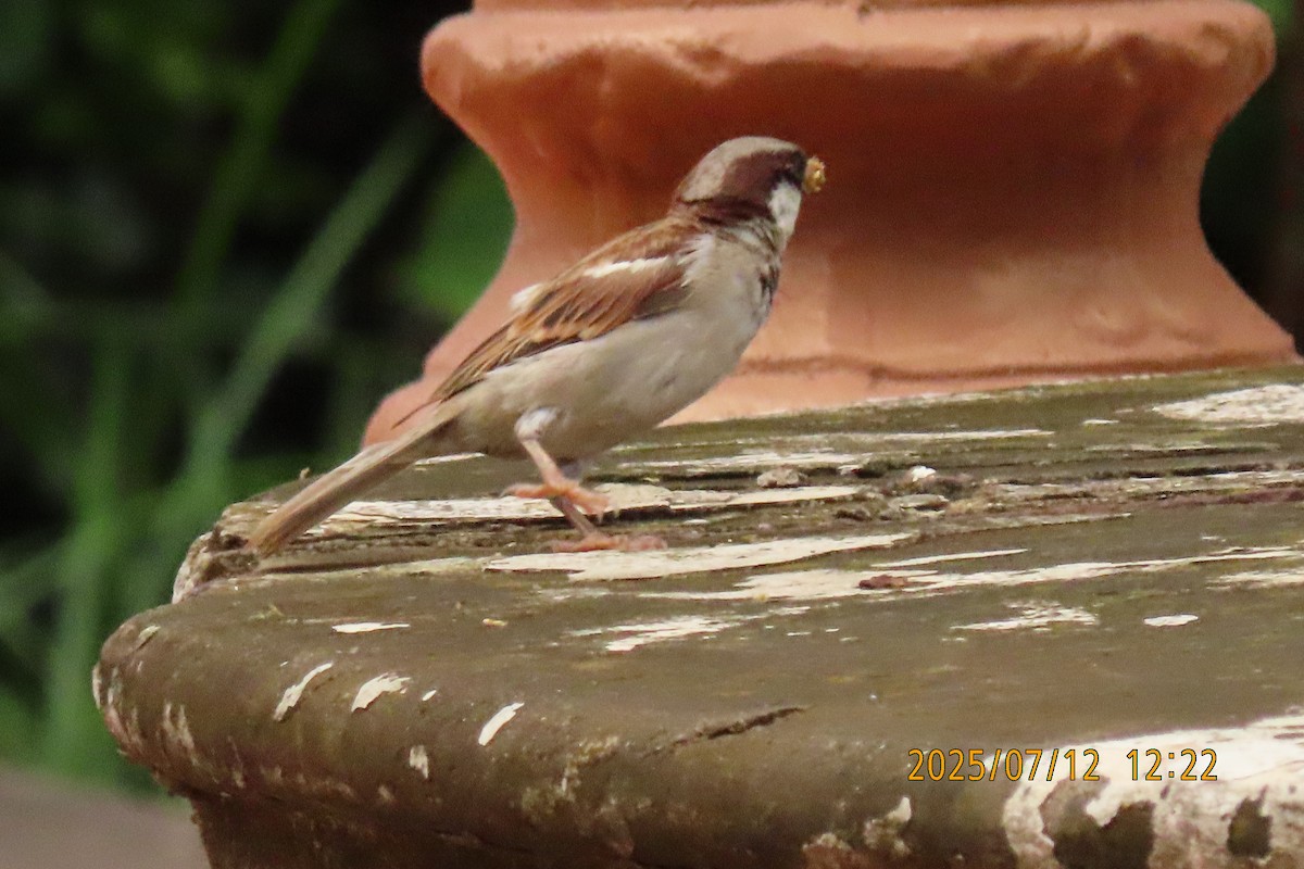 House Sparrow - ML641105860