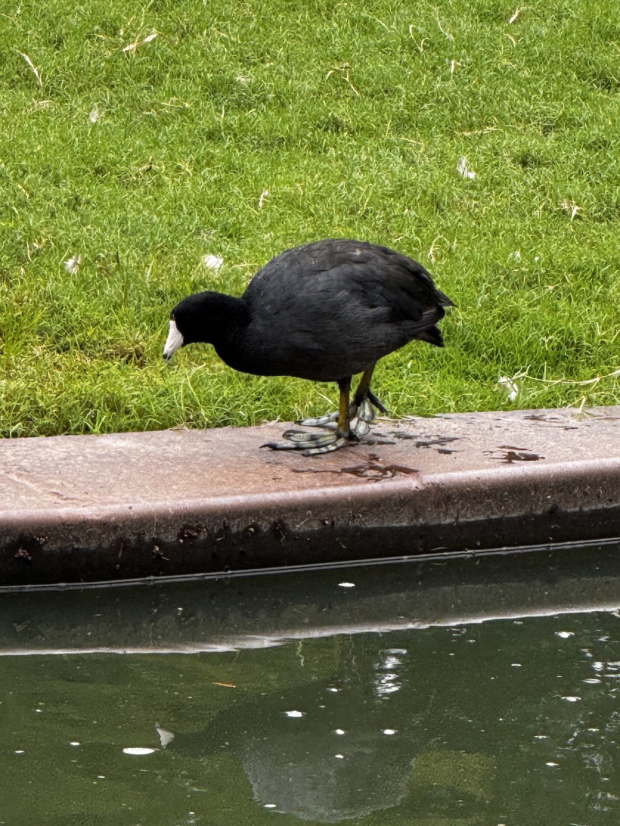American Coot - ML641105870