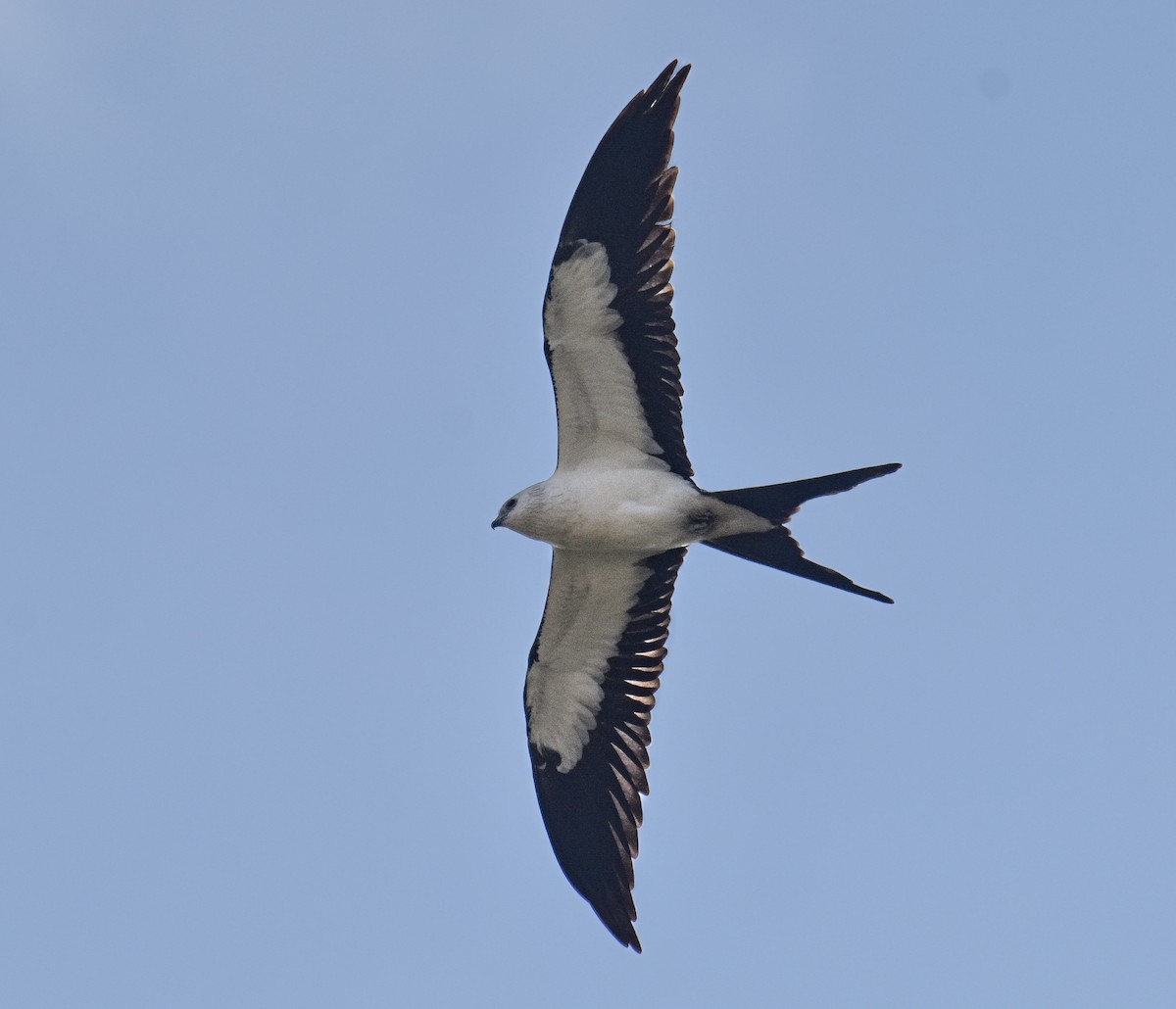Swallow-tailed Kite - ML641105978