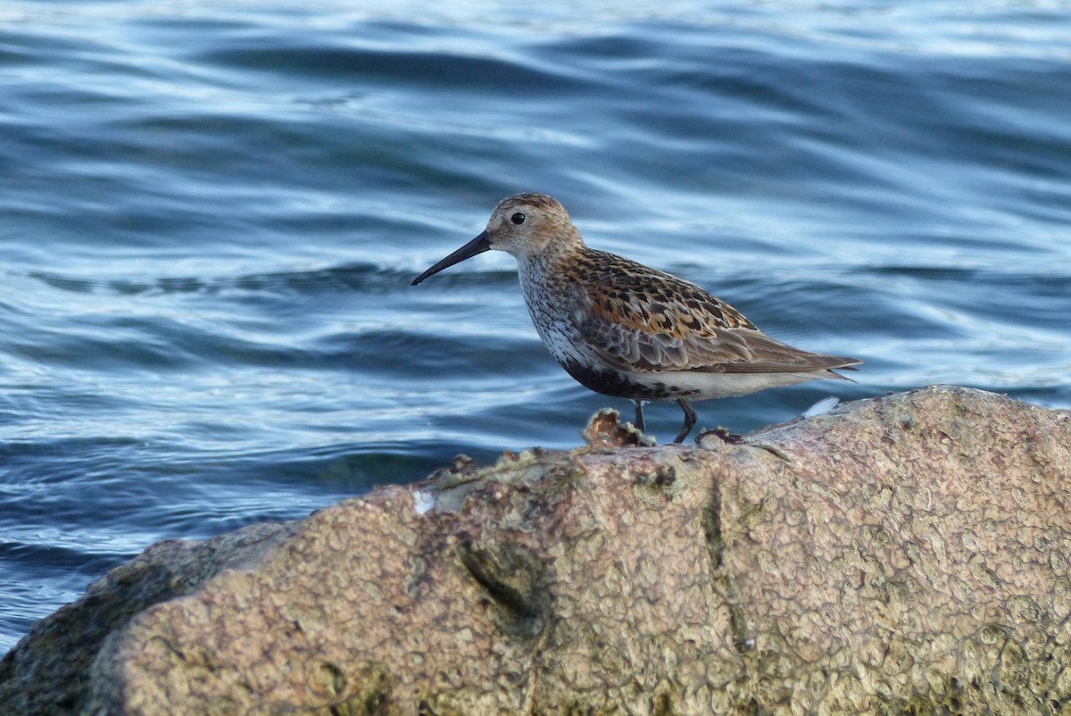 Dunlin - ML641106007