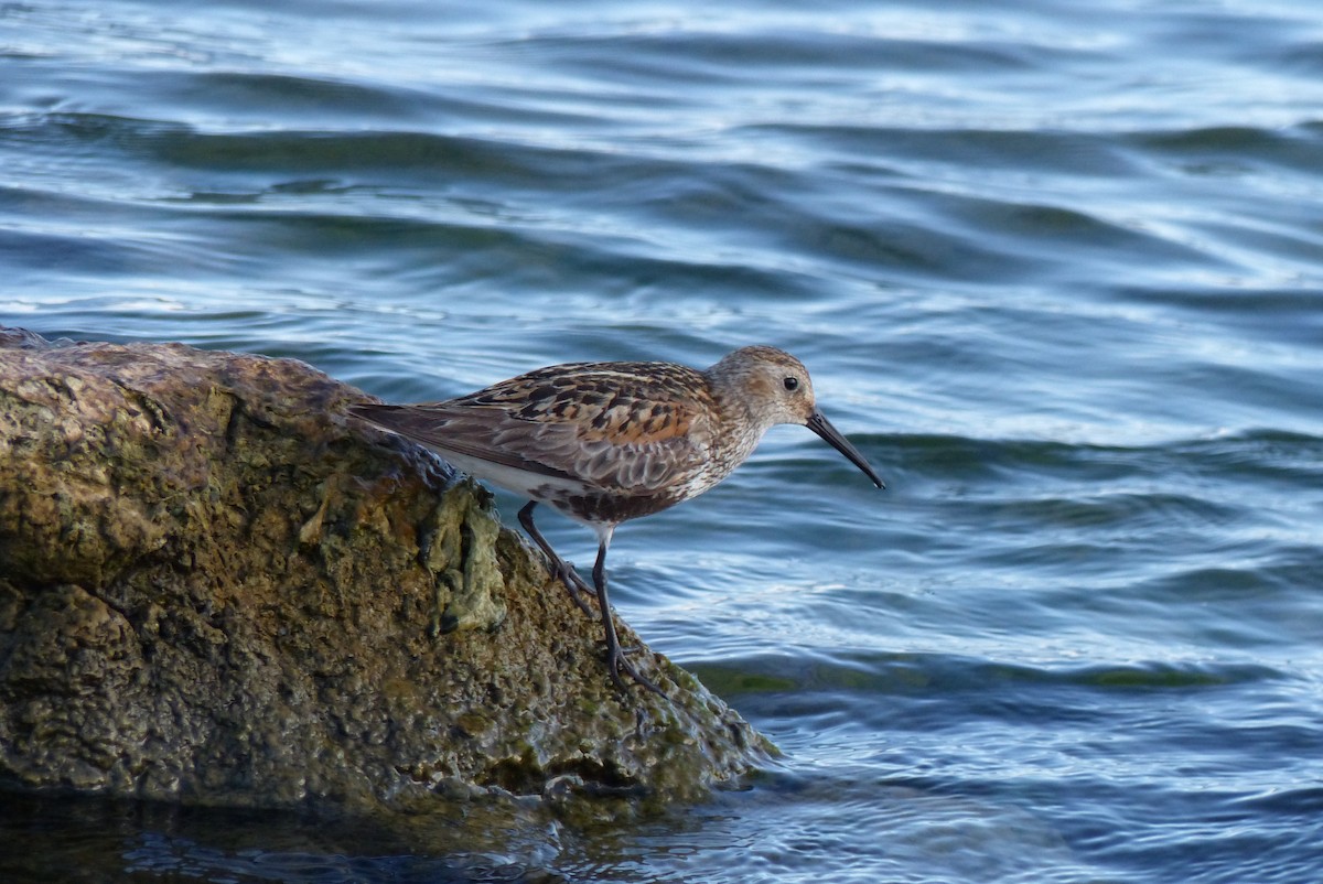 Dunlin - ML641106008