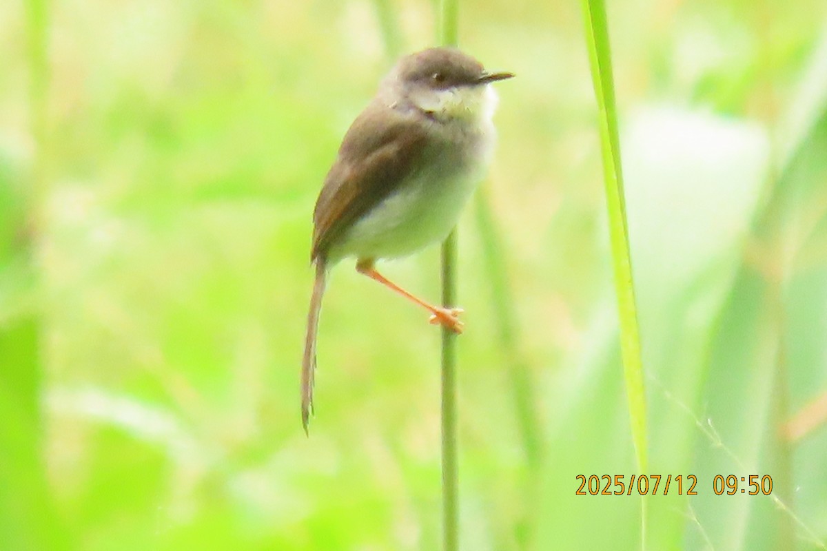 Prinia de Hodgson - ML641106019