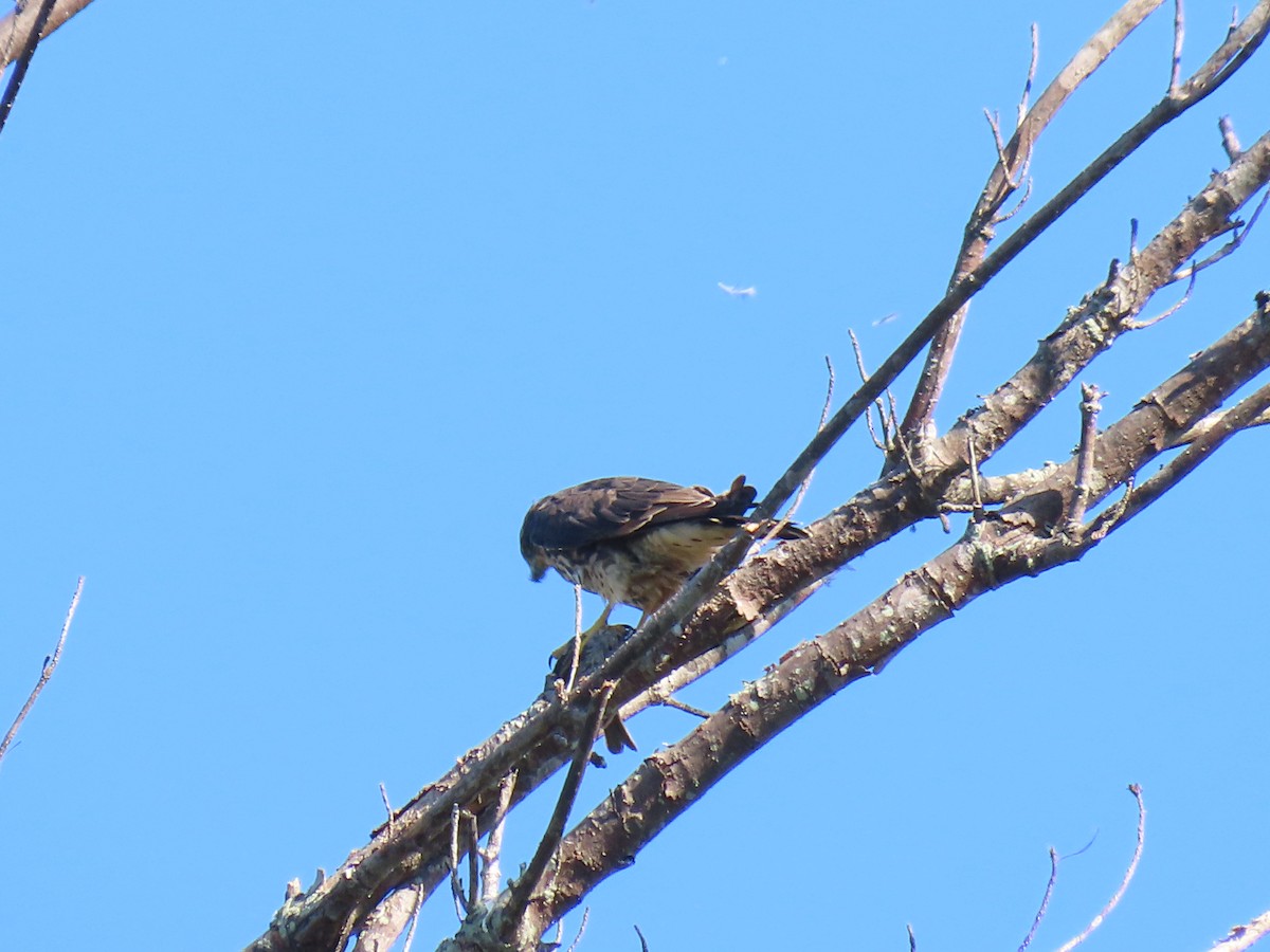 Merlin - ML641106042