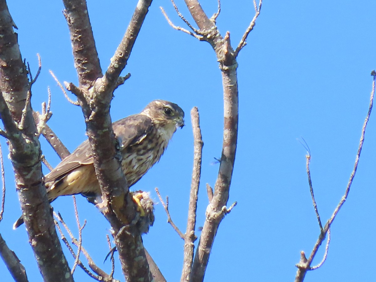 Merlin - ML641106043